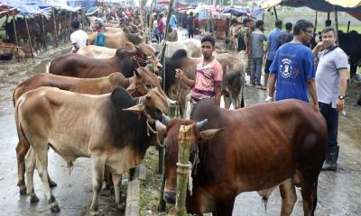 কোরবানির জন্য প্রস্তুত ১ কোটি ২৪ লাখ পশু