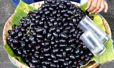ডায়বেটিস ও ক্যান্সার প্রতিরোধে জামের ভূমিকা