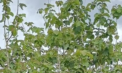 লংগদুতে সেগুন বনায়নে বিপন্ন প্রকৃতি