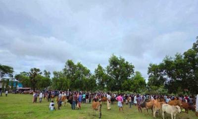 মহিপুরে বিদ্যালয়ের মাঠে গরুর হাট