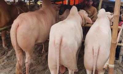 রাজধানীতে মীর কাদিমের গোলাপী গরুতে ক্রেতার নজর