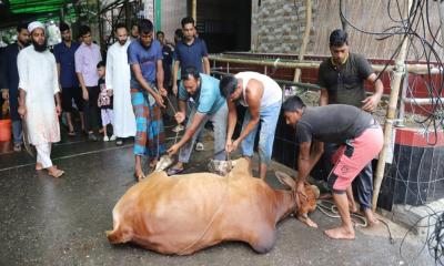 ঈদের দ্বিতীয় দিনেও ঢাকায় চলছে পশু কোরবানি