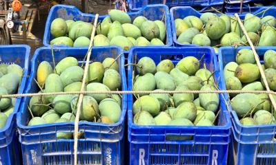 জমে উঠেছে নওগাঁর সাপাহার আমের হাট, দাম কম