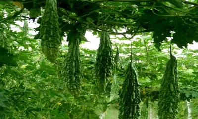 করলার বীজ খেলে কী ক্ষতি হয়