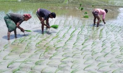 সোনাতলায় আমন ধানের চারা রোপণে ব্যস্ত কৃষক 