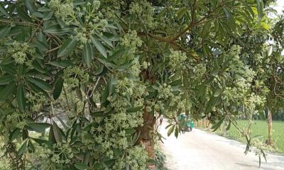 লালমনিরহাট ছাইত্তান ফুলের ঘ্রাণে মুখরিত