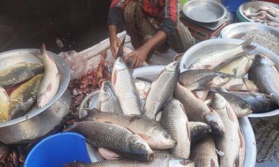 কিছুতেই কমে না মাছের দাম