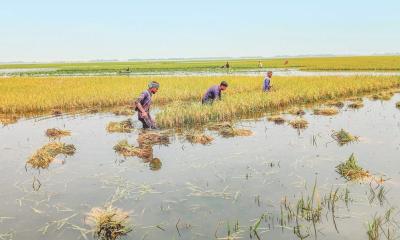 হাওরে কাঁদছে কৃষক, ভুগবে বাংলাদেশ