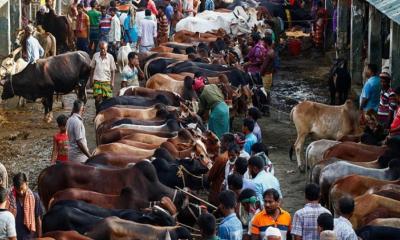 ঈদুল আজহা উপলক্ষে সারাদেশে বসছে ৩৬০০ পশুর হাট, রাজধানীতে ২৭টি