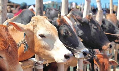 রাজধানীতে বসছে ২৬ অস্থায়ী হাট