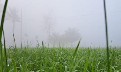 সারাদেশের বাতাসে বইছে হালকা শীতের ছোঁয়া