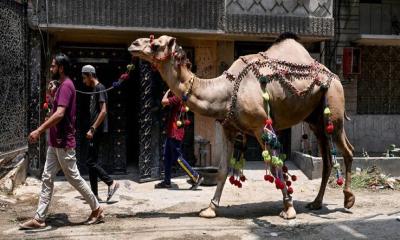 সবচেয়ে বেশি কোরবানি হয় কোন কোন দেশে?