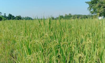 বিশ্বনাথে আমনের বাম্পার ফলন, নভেম্বরে কর্তন শুরু 