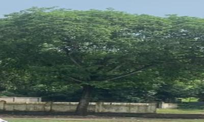 বাঞ্ছারামপুরের সেই কদম গাছটি কেটে নিলেন বিএনপি নেতা!