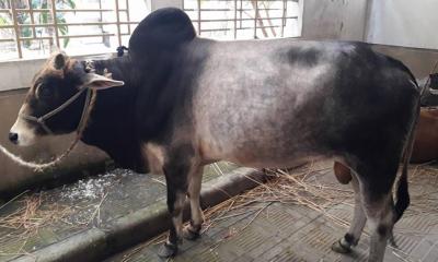 ঘুষ দুর্নীতির টাকায় কোরবানি, ইসলাম কী বলে