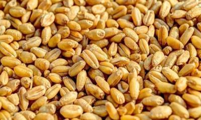 যুক্তরাষ্ট্র থেকে প্রথমবারের মতো সরকারিভাবে গম আমদানি শুরু 