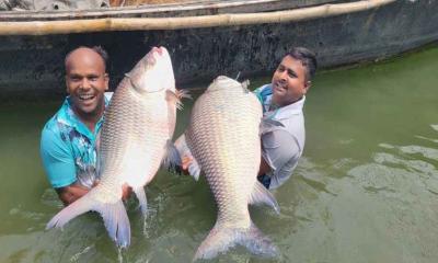 পদ্মার দুই কাতলার দাম ৮৬ হাজার ৭০০ টাকা