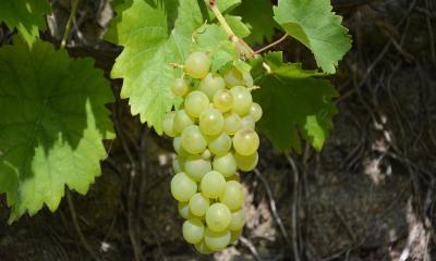 শীতে আঙুর খাবেন যে কারণে