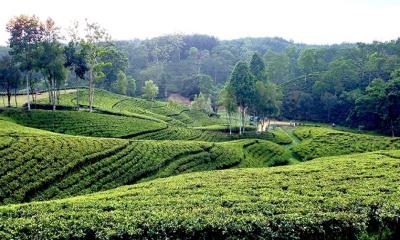 একদিনে শ্রীমঙ্গল ট্যুর প্ল্যান